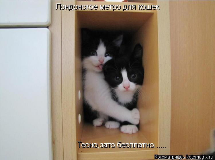 Лондонское метро для кошек Тесно,зато бесплатно......... Котоматрица: Лондонское метро для кошек Тесно,зато бесплатно......