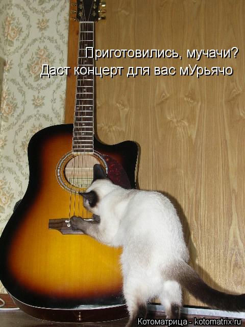 Приготовились, мучачи? Даст концерт для вас мУрьячо... Котоматрица: Приготовились, мучачи? Даст концерт для вас мУрьячо