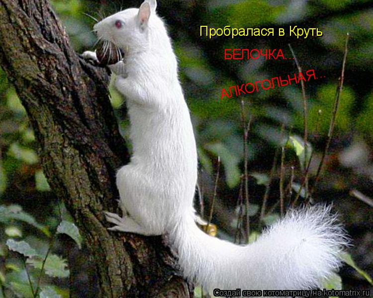 Пробралася в Круть БЕЛОЧКА... АЛКОГОЛЬНАЯ...... Котоматрица: Пробралася в Круть БЕЛОЧКА... АЛКОГОЛЬНАЯ...