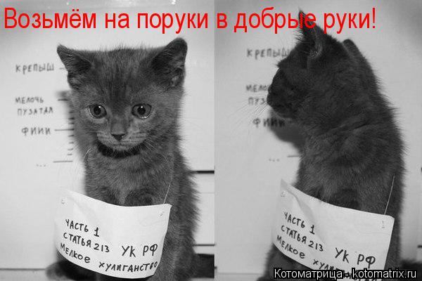Возьмём на поруки в добрые руки!... Котоматрица: Возьмём на поруки в добрые руки!