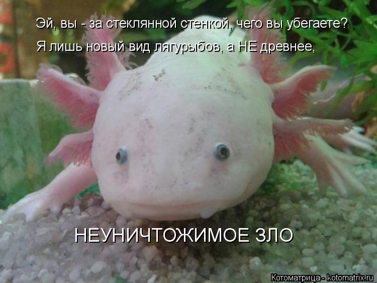 Эй, вы - за стеклянной стенкой, чего вы убегаете? Я лишь новый вид лягурыбов, а НЕ древнее, НЕУНИЧТОЖ... Котоматрица: Эй, вы - за стеклянной стенкой, чего вы убегаете? Я лишь новый вид лягурыбов, а НЕ древнее, НЕУНИЧТОЖИМОЕ ЗЛО