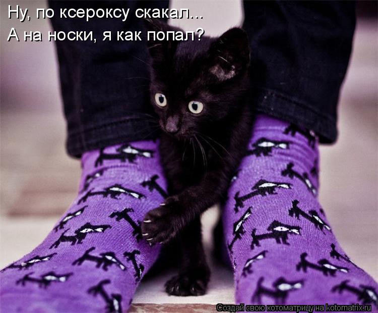 Котоматрица: Ну, по ксероксу скакал... А на носки, я как попал?