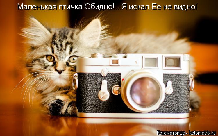 Маленькая птичка.Обидно!...Я искал.Ее не видно!... Котоматрица: Маленькая птичка.Обидно!...Я искал.Ее не видно!