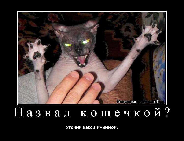 Назвал кошечкой? Уточни какой именной.... Котоматрица: Назвал кошечкой? Уточни какой именной.