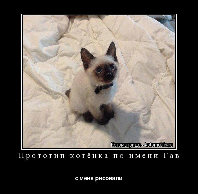 Прототип котёнка по имени Гав с меня рисовали... Котоматрица: Прототип котёнка по имени Гав с меня рисовали