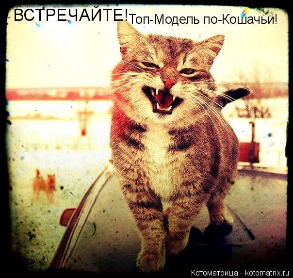 Топ-Модель по-Кошачьи! ВСТРЕЧАЙТЕ!... Котоматрица: Топ-Модель по-Кошачьи! ВСТРЕЧАЙТЕ!
