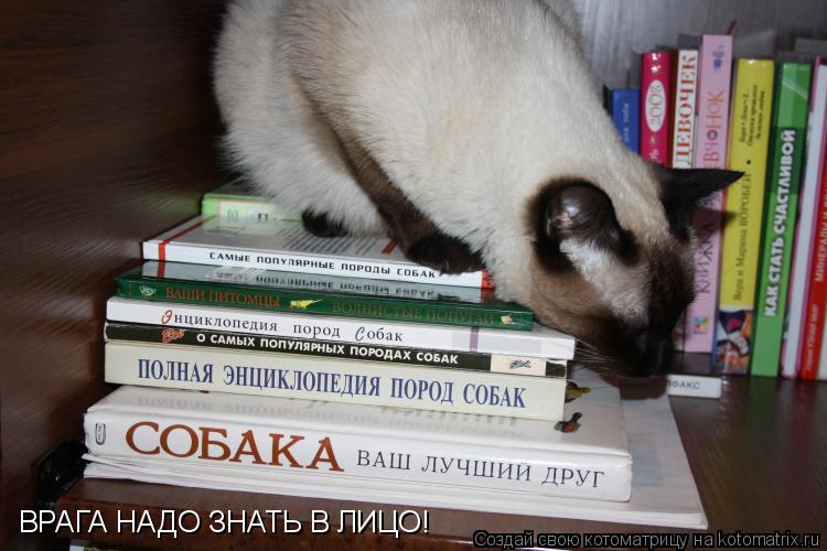 ВРАГА НАДО ЗНАТЬ В ЛИЦО!... Котоматрица: ВРАГА НАДО ЗНАТЬ В ЛИЦО!