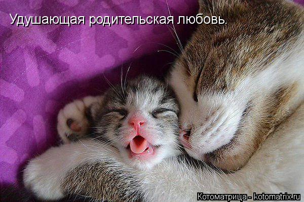 Удушающая родительская любовь.... Котоматрица: Удушающая родительская любовь.