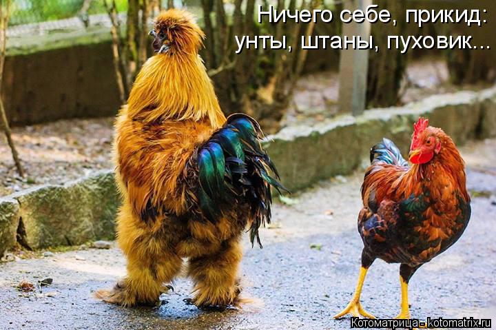 Ничего себе, прикид: унты, штаны, пуховик...... Котоматрица: Ничего себе, прикид: унты, штаны, пуховик...