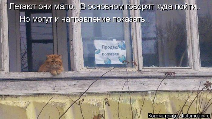 Летают они мало.. В основном говорят куда пойти.. Но могут и направление показать..... Котоматрица: Летают они мало.. В основном говорят куда пойти.. Но могут и направление показать..