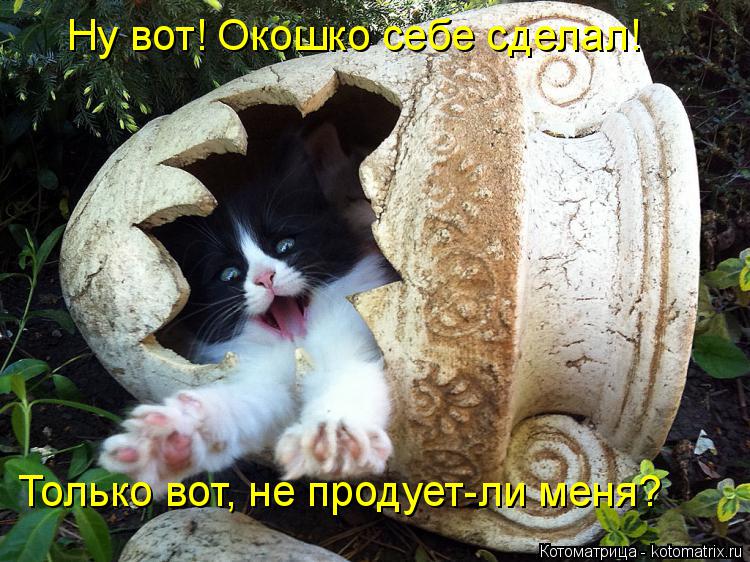 Ну вот! Окошко себе сделал! Только вот, не продует-ли меня?... Котоматрица: Ну вот! Окошко себе сделал! Только вот, не продует-ли меня?