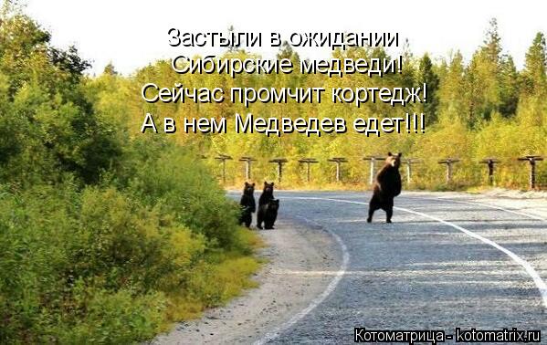 А в нем Медведев едет!!! Застыли в ожидании Сибирские медведи! Сейчас промчит кортедж!... Котоматрица: А в нем Медведев едет!!! Застыли в ожидании Сибирские медведи! Сейчас промчит кортедж!