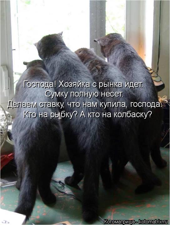 Господа! Хозяйка с рынка идет. Сумку полную несет. Делаем ставку, что нам купила, господа. Кто на рыб... Котоматрица: Господа! Хозяйка с рынка идет. Сумку полную несет. Делаем ставку, что нам купила, господа. Кто на рыбку? А кто на колбаску?