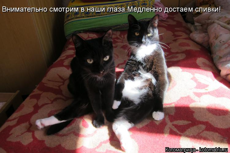 Внимательно смотрим в наши глаза.Медленно достаем сливки!... Котоматрица: Внимательно смотрим в наши глаза.Медленно достаем сливки!