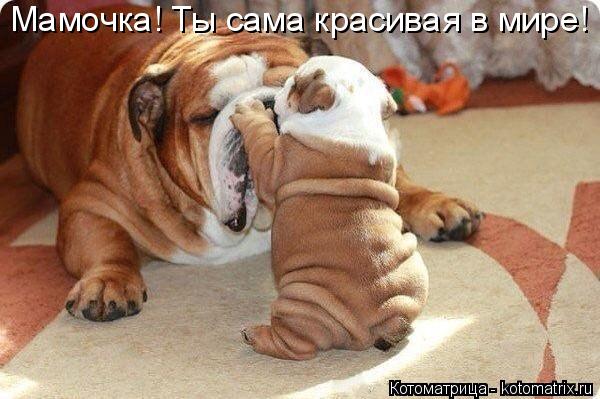 Мамочка! Ты сама красивая в мире!... Котоматрица: Мамочка! Ты сама красивая в мире!