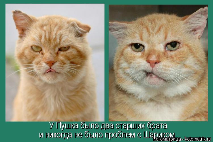 Котоматрица: У Пушка было два старших брата  и никогда не было проблем с Шариком