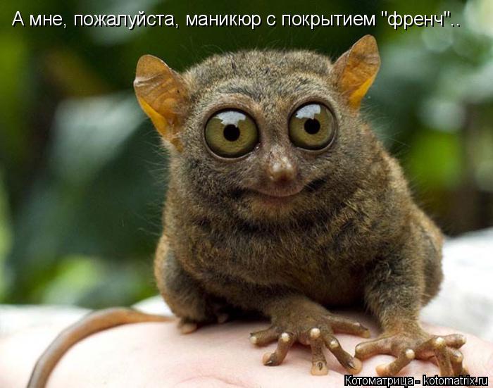 А мне, пожалуйста, маникюр с покрытием "френч"..... Котоматрица: А мне, пожалуйста, маникюр с покрытием "френч"..