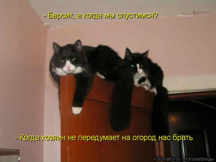 - Барсик, а когда мы спустимся? - Когда хозяин не передумает на огород нас брать... Котоматрица: - Барсик, а когда мы спустимся? - Когда хозяин не передумает на огород нас брать