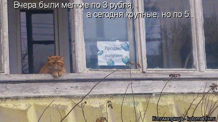Вчера были мелкие по 3 рубля, а сегодня крупные, но по 5..... Котоматрица: Вчера были мелкие по 3 рубля, а сегодня крупные, но по 5..