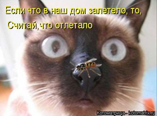 Если что в наш дом залетело, то, Считай,что отлетало... Котоматрица: Если что в наш дом залетело, то, Считай,что отлетало