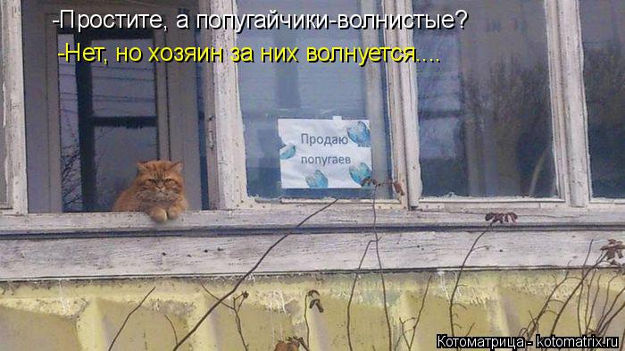 -Простите, а попугайчики-волнистые? -Нет, но хозяин за них волнуется....... Котоматрица: -Простите, а попугайчики-волнистые? -Нет, но хозяин за них волнуется....