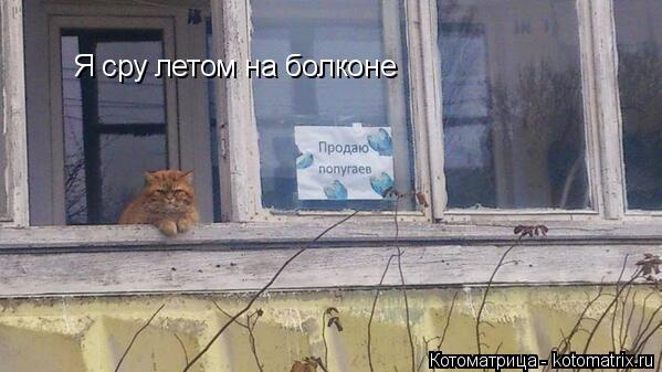 Я сру летом на болконе... Котоматрица: Я сру летом на болконе