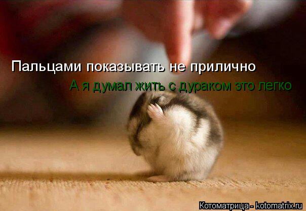 Пальцами показывать не прилично А я думал жить с дураком это легко... Котоматрица: Пальцами показывать не прилично А я думал жить с дураком это легко
