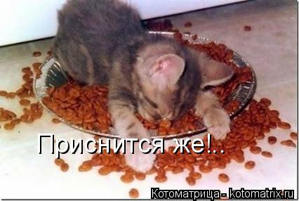 Приснится же!..... Котоматрица: Приснится же!..