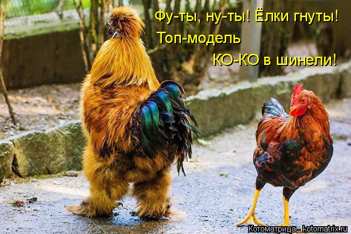 Фу-ты, ну-ты! Ёлки гнуты! Топ-модель КО-КО в шинели!... Котоматрица: Фу-ты, ну-ты! Ёлки гнуты! Топ-модель КО-КО в шинели!
