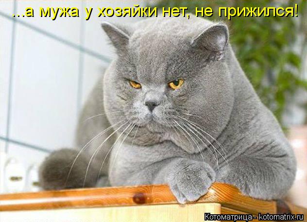 ...а мужа у хозяйки нет, не прижился!... Котоматрица: ...а мужа у хозяйки нет, не прижился!