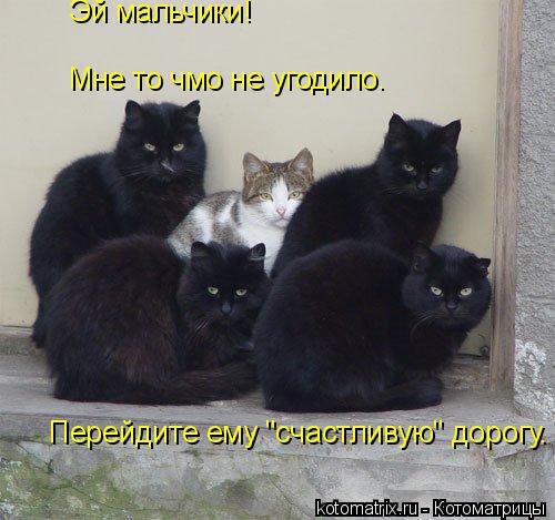 Эй мальчики! Мне то чмо не угодило. Перейдите ему "счастливую" дорогу.... Котоматрица: Эй мальчики! Мне то чмо не угодило. Перейдите ему "счастливую" дорогу.