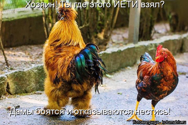 Хозяин! Ты где этого ЙЕТИ взял? Дамы боятся и отказываются нестись!... Котоматрица: Хозяин! Ты где этого ЙЕТИ взял? Дамы боятся и отказываются нестись!