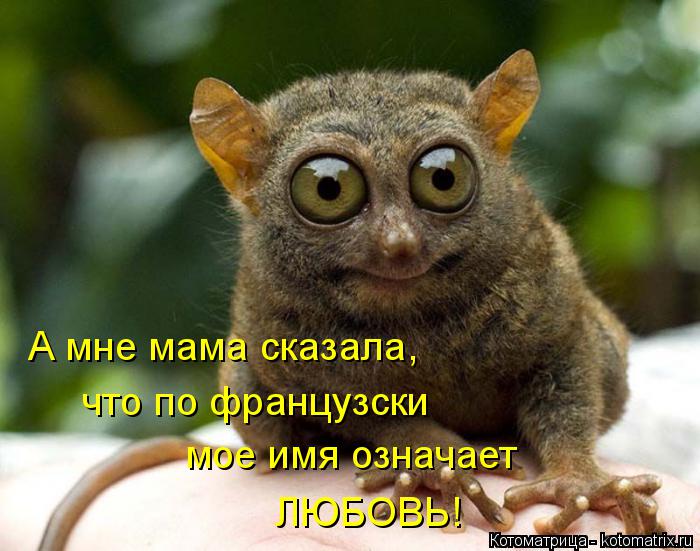А мне мама сказала, что по французски мое имя означает ЛЮБОВЬ!... Котоматрица: А мне мама сказала, что по французски мое имя означает ЛЮБОВЬ!