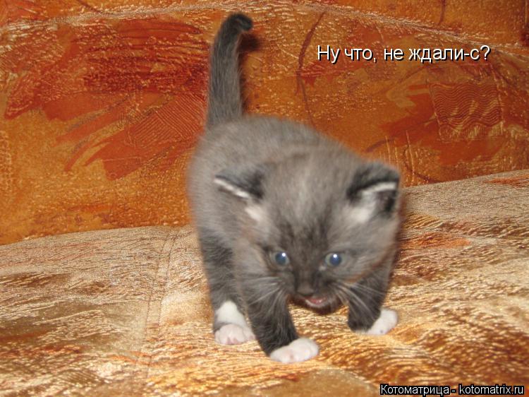 Ну что, не ждали-с?... Котоматрица: Ну что, не ждали-с?