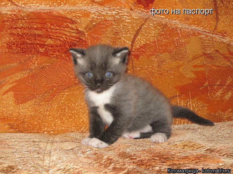 фото на паспорт... Котоматрица: фото на паспорт
