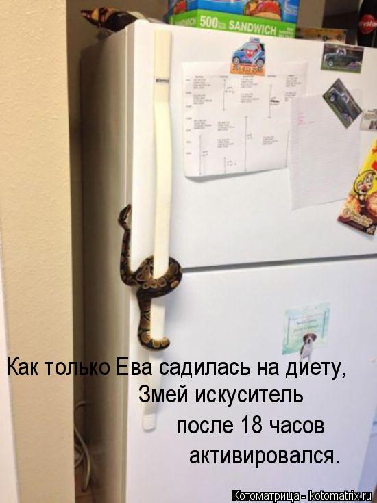 Как только Ева садилась на диету, Змей искуситель после 18 часов активировался.... Котоматрица: Как только Ева садилась на диету, Змей искуситель после 18 часов активировался.