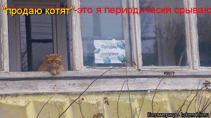 "продаю котят"-это я периодически срываю "продаю котят"... Котоматрица: "продаю котят"-это я периодически срываю "продаю котят"
