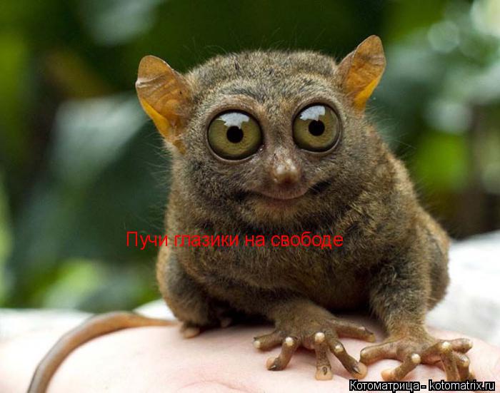 Пучи глазики на свободе Пучи глазики на свободе... Котоматрица: Пучи глазики на свободе Пучи глазики на свободе