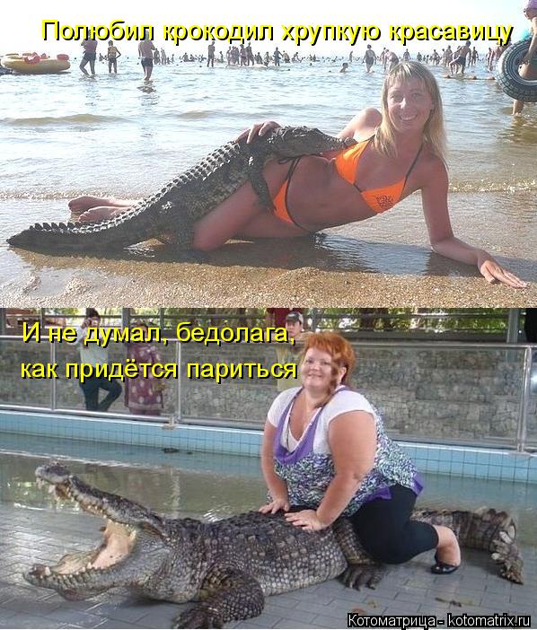 Полюбил крокодил хрупкую красавицу И не думал, бедолага, как придётся париться... Котоматрица: Полюбил крокодил хрупкую красавицу И не думал, бедолага, как придётся париться