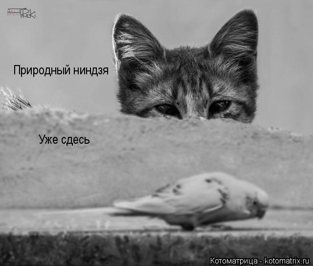 Природный ниндзя Уже сдесь... Котоматрица: Природный ниндзя Уже сдесь