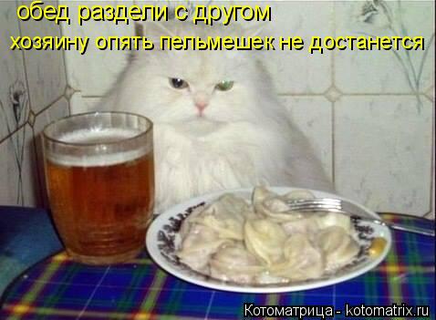 обед раздели с другом хозяину опять пельмешек не достанется... Котоматрица: обед раздели с другом хозяину опять пельмешек не достанется