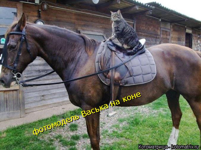 фотомодель Васька на коне... Котоматрица: фотомодель Васька на коне