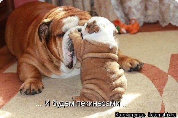 ... И будем пекинесами...... Котоматрица: ... И будем пекинесами...