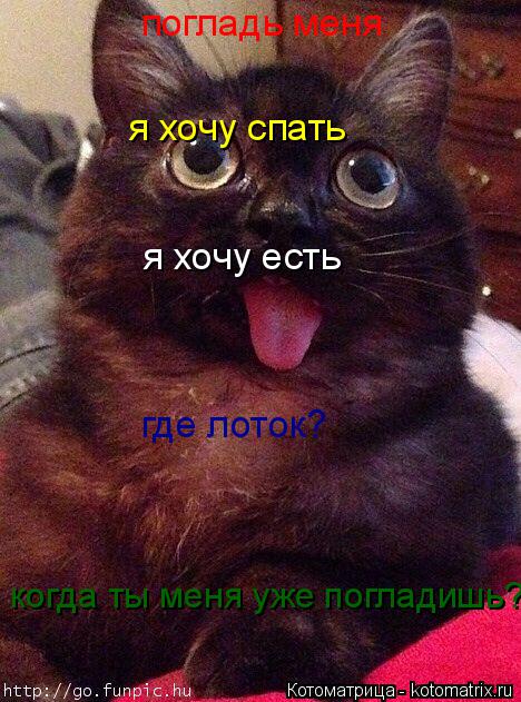 погладь меня я хочу есть я хочу спать когда ты меня уже погладишь? где лоток?... Котоматрица: погладь меня я хочу есть я хочу спать когда ты меня уже погладишь? где лоток?