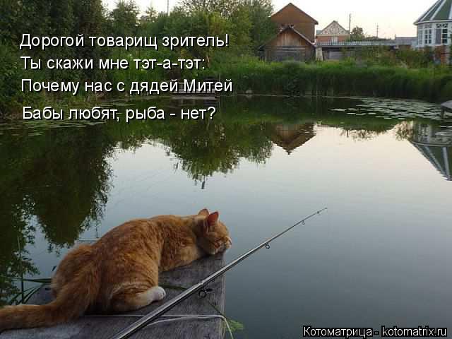 Котоматрица: Дорогой товарищ зритель! Ты скажи мне тэт-а-тэт: Почему нас с дядей Митей Бабы любят, рыба - нет?