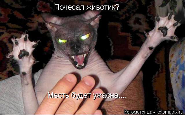 Почесал животик? Месть будет ужасна....... Котоматрица: Почесал животик? Месть будет ужасна....