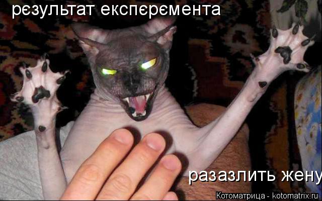 рєзультат експєрємента разазлить жену... Котоматрица: рєзультат експєрємента разазлить жену
