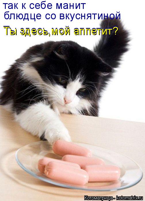 так к себе манит блюдце со вкуснятиной Ты здесь,мой аппетит? Ты здесь,мой аппетит?... Котоматрица: так к себе манит блюдце со вкуснятиной Ты здесь,мой аппетит? Ты здесь,мой аппетит?