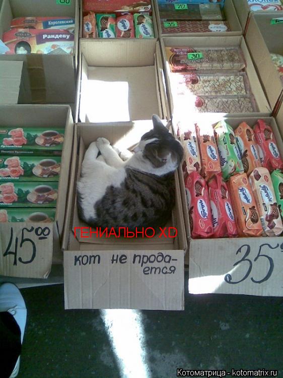 ГЕНИАЛЬНО XD... Котоматрица: ГЕНИАЛЬНО XD