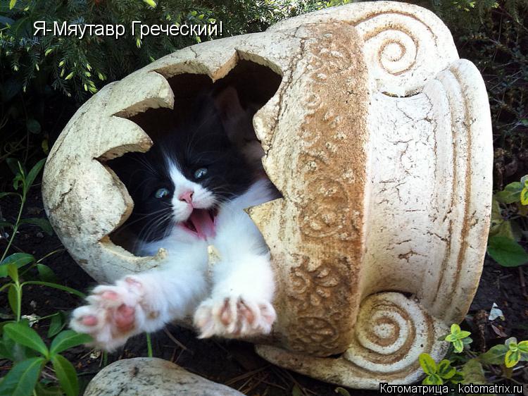 Я-Мяутавр Греческий!... Котоматрица: Я-Мяутавр Греческий!